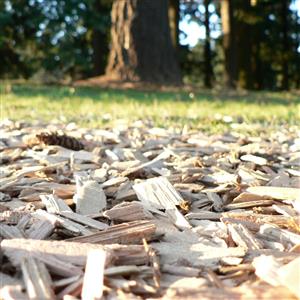 Wood Chips for Sale