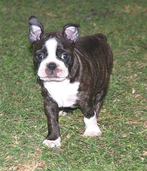 boston terrier puppies for sale junkmail