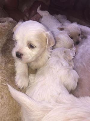 Maltese Poodle puppies