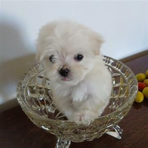 Miniature Maltese 