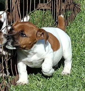 Unique JR puppies born with short tail 