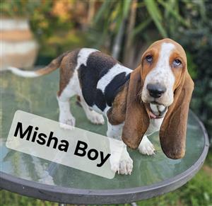 Basset Hound puppies 