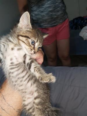 Baby kittens for sale 