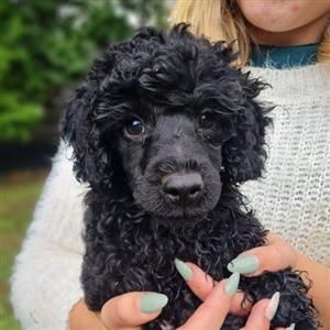 female miniature poodle puppies for sale