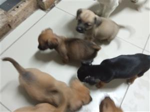 Short legged dachund Cross jack Russell....born 2/01/2026