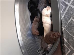Pure Bred Labrador pups for Sale