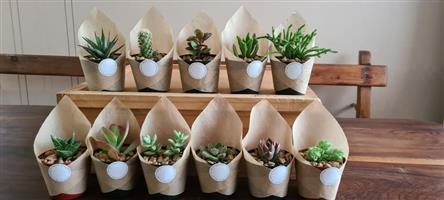 Vetplant geskenke