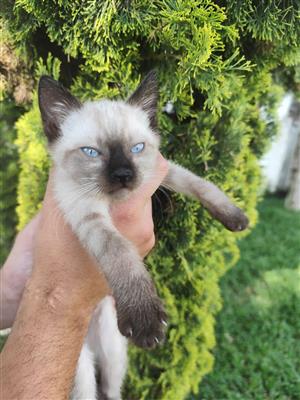 Siamese kittens