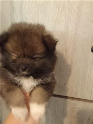 Beautiful Miniature toypom puppies available