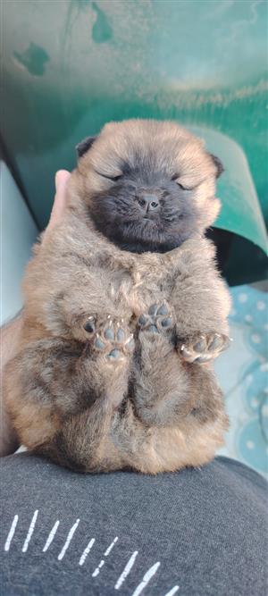 Chow chow puppies