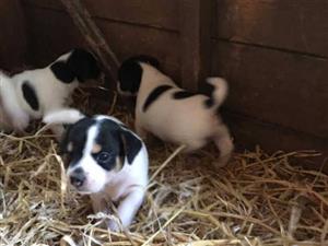 Gorgeous Jack Russell puppies 