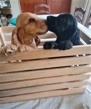 Cocker Spaniel puppies