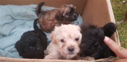 Maltese poodles for sale