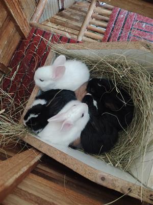 6 Beautiful baby dwarf Bunnies Looking for their forever home