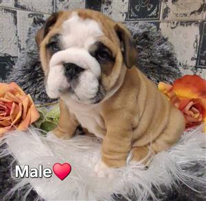 Beautiful English bulldog puppies available