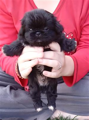 Pekingese puppies