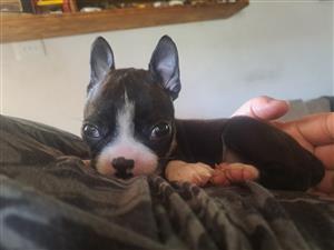 Female Boston Terrier Puppy