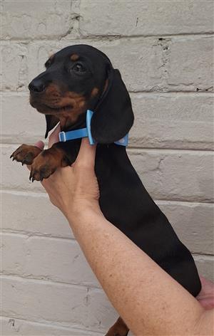 Miniature dachshund male