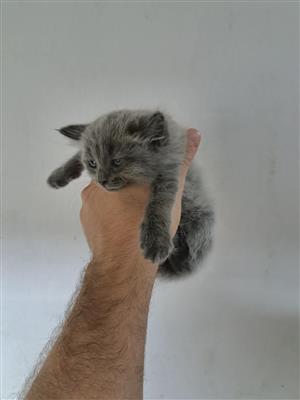 Black siamese kittens 