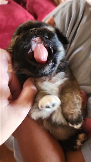 Pekenise Puppies for sale