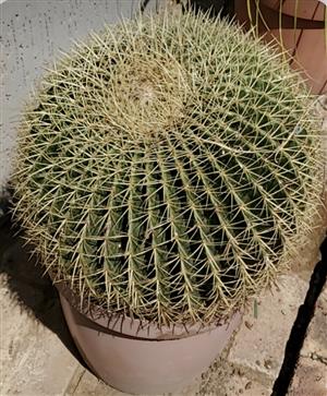 CACTUS for sale