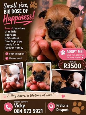 Chihuahua female puppies for sale
