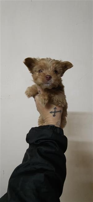 Yorkie female puppy