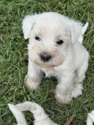 White miniature Schnauzer Puppies 