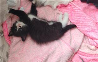 8 week old female kitten 