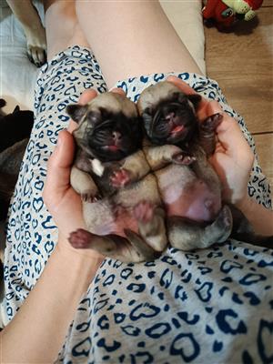 Pug puppies 