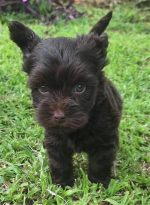 Yorkie puppies