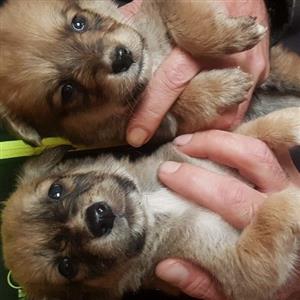 Yorkie X J Russell pups
