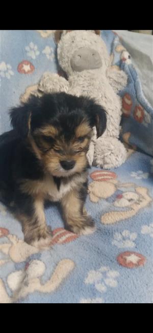 Beautiful miniature yorkies