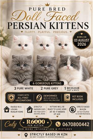 Pure Bred Persian Kittens