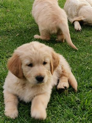 Golden Retriever In All Ads In South Africa Junk Mail