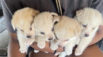 Puppies for sale