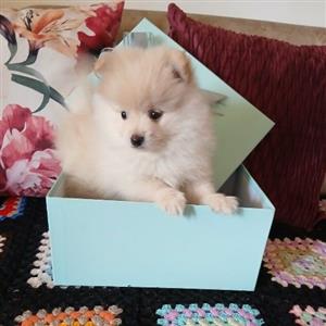 Toy Pom (Pomeranian)