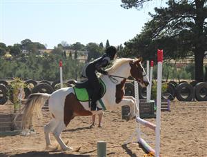 Showy pony for sale with tack
