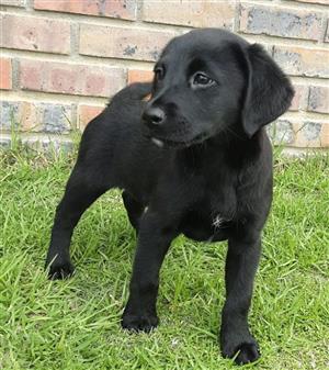 Black Labrador puppies 