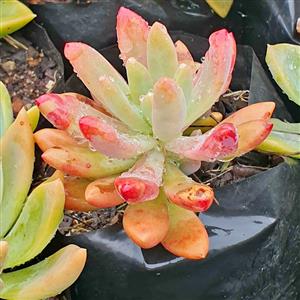 Echeveria (Rock Rose ).  GARDEN MARKET PLACE  NO 1 Gardens Road. HILLCREST