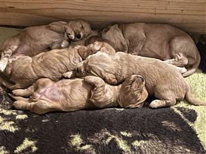 Cocker spaniel puppi