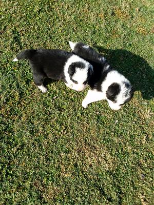 Border Collie puppies- Pure breed.