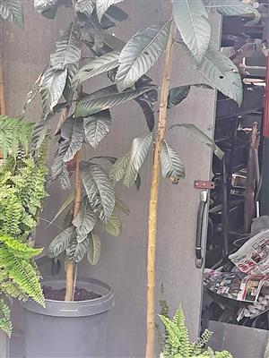 loquat tree 1.5m