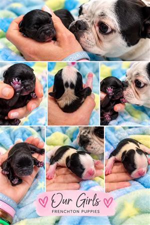 Frenchton 