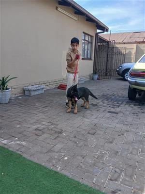 German shepherd male pup