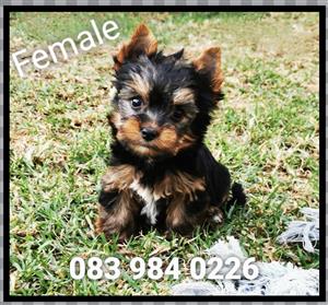 Female Yorkie puppies available 