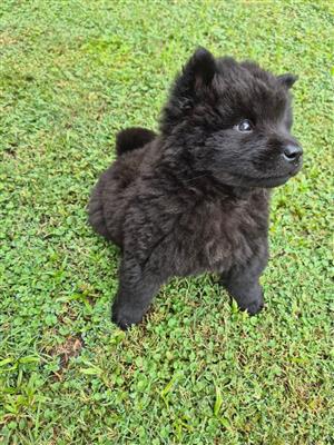 Chow Chow puppies 