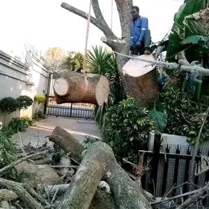 GreeBush Tree Fellers
