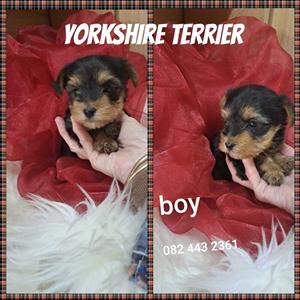 Yorkshire terrier pups