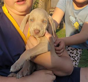 Male Weimaraner puppies available 